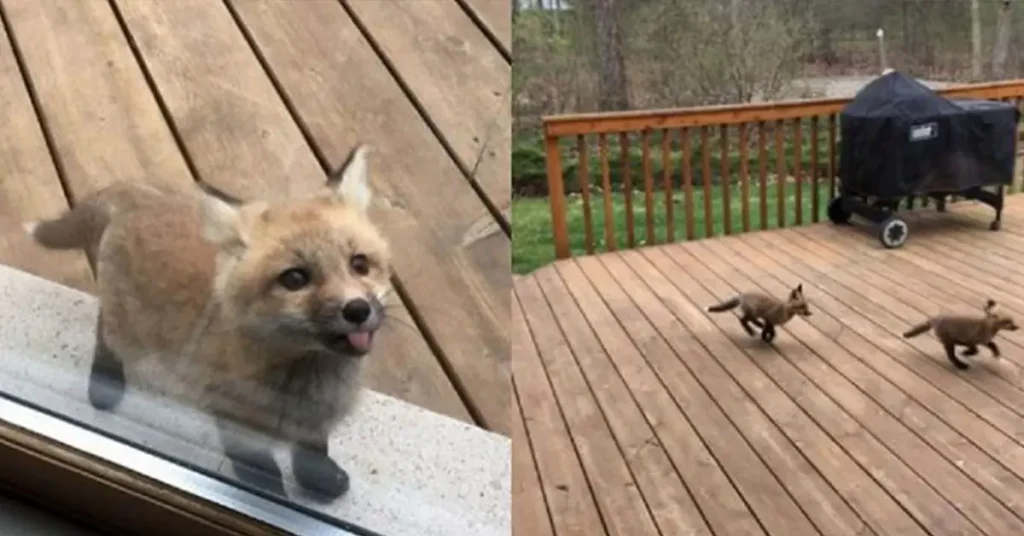 Adorable Scene: Baby Fox Pups Enjoying Sunshine in Florida Neighborhood