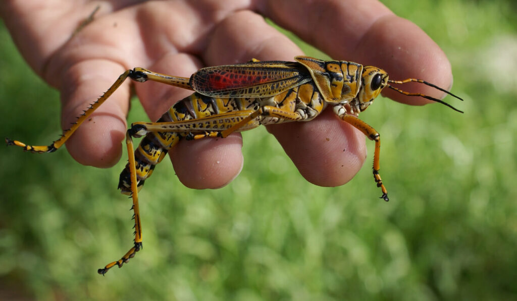 Battling Eastern Lubber Grasshoppers in Florida: Tips to Protect Your Plants