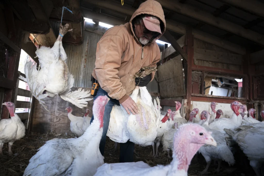 Bird Flu Outbreak Could Affect Your Grocery Bill