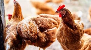 Bird Flu Outbreak Could Affect Your Grocery Bill