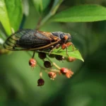 Brace Yourself: Billions of Cicadas Are Coming!