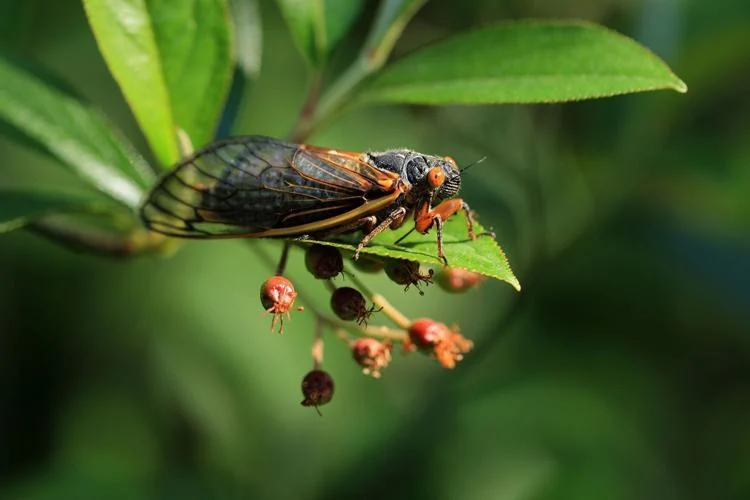 Brace Yourself: Billions of Cicadas Are Coming!