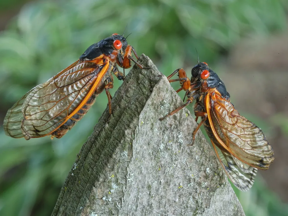 Buzzing Back: Cicadas Make a Comeback in Georgia After 13 Years