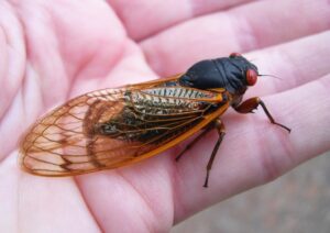 Buzzing Back: Cicadas Make a Comeback in Georgia After 13 Years