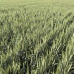California’s Winter Wheat Crop Flourishes, National Trends Positive