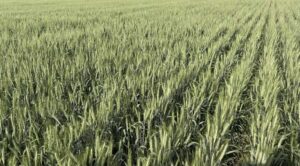 California's Winter Wheat Crop Flourishes, National Trends Positive