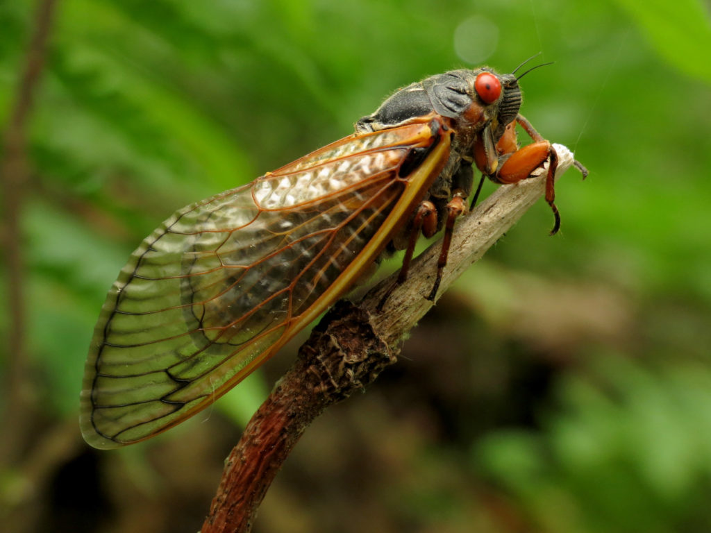 Cicadas Set to Make a Buzzing Return