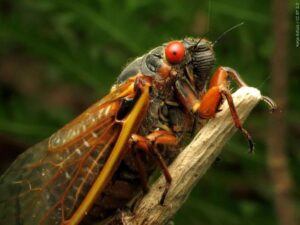 Cicadas Set to Make a Buzzing Return