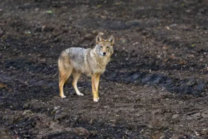 Coyote Spotted in Central Park Leaves Parkgoers on Edge