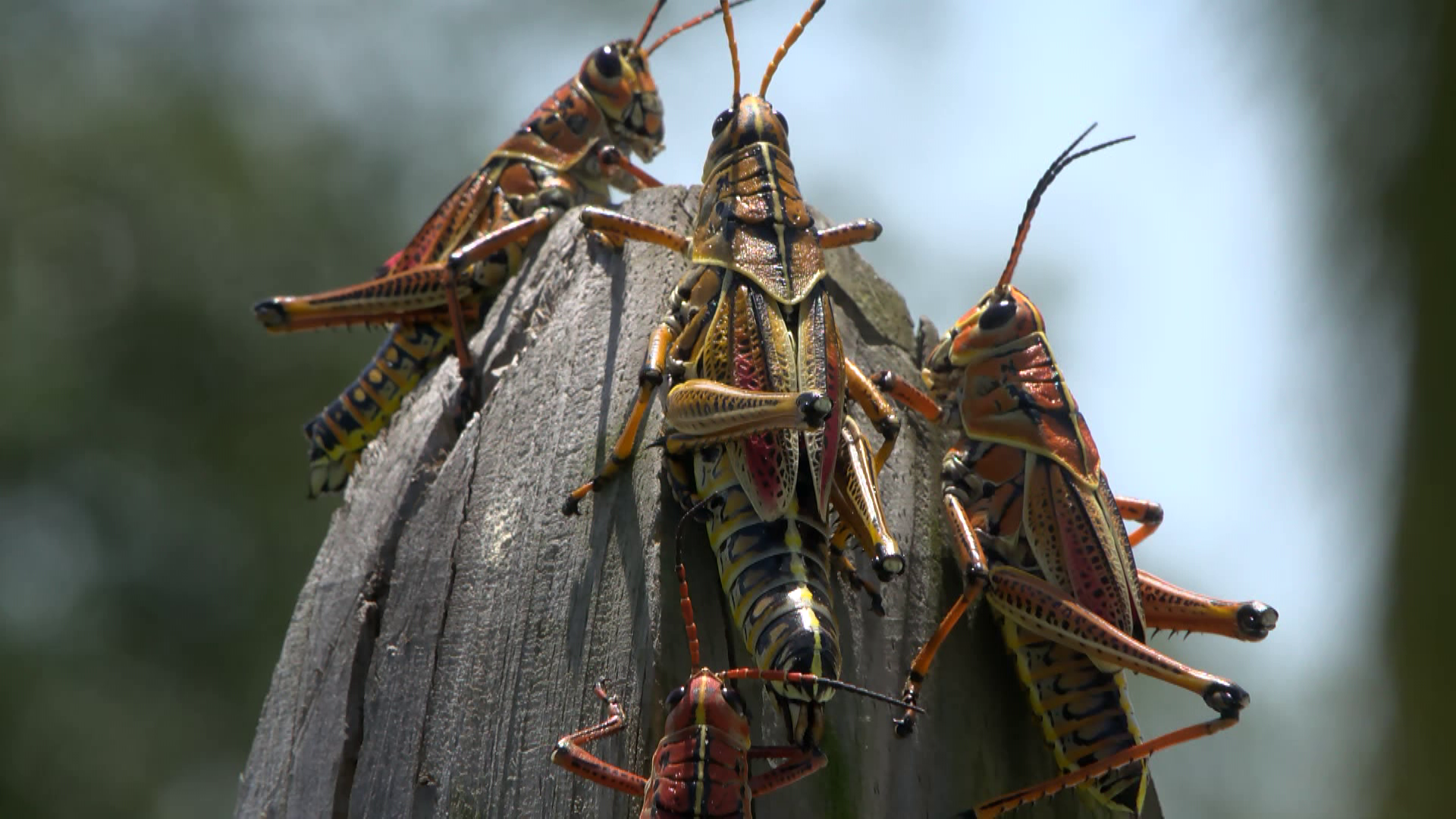Florida Faces Invasion of Oversized Grasshoppers