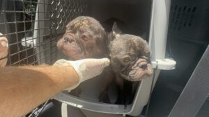 French Bulldog Overbreeding Crisis Overwhelms Florida Shelters