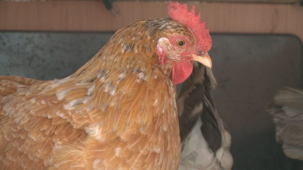 Georgia Officials Advise Farmers Amid Bird Flu Case in Texas