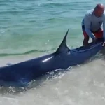 Heartwarming Moment as Beach Visitors Rescue Stranded Shark in Florida