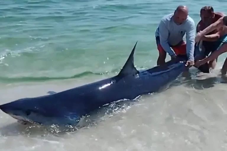 Heartwarming Moment as Beach Visitors Rescue Stranded Shark in Florida