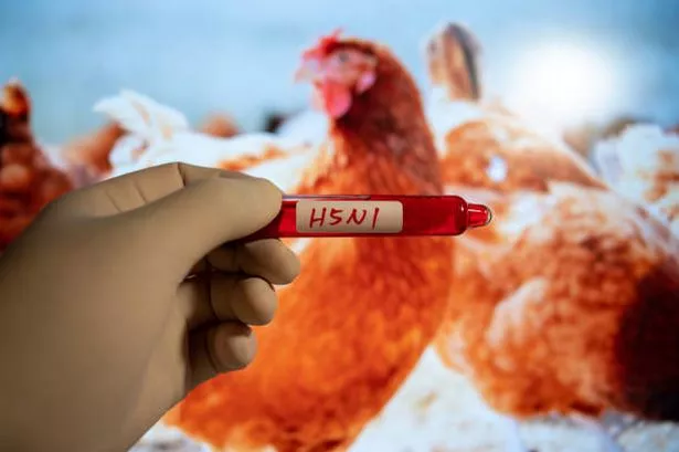 Missouri Issues Warning After Bird Flu Spreads to Humans