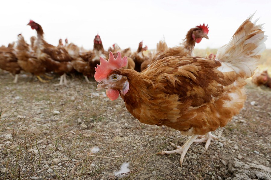 Texas Resident Diagnosed with Bird Flu: What You Need to Know