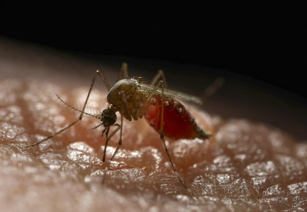 Uncommon Disease-Spreading Mosquito Discovered in California and Nevada