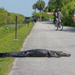 Embracing the Wild: Exploring the Alligator-Infested Florida Everglades