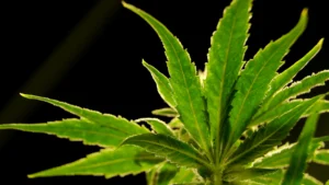 Mixed Reactions Among South Floridians to Marijuana Reclassification Proposal