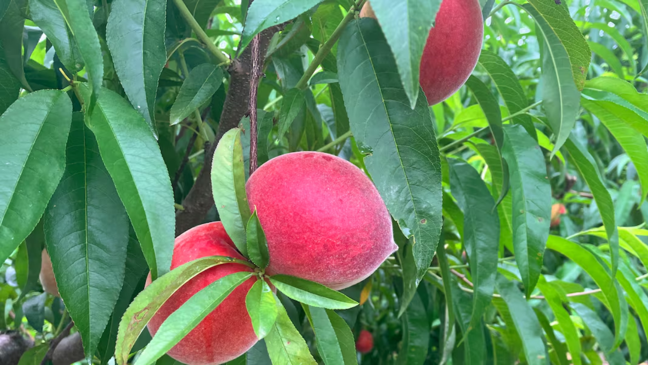 Georgia Farmers Say This Year's Peach Crop Was the Best Ever After Last Year's Terrible Loses