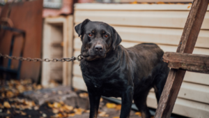 Is It Illegal to Leave Your Dog Chained Outside in Georgia