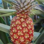 Breaking News: Pineapple Sold for $395 at Store in Southern California!