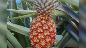 Breaking News: Pineapple Sold for $395 at Store in Southern California
