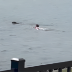 A Man from New Jersey Jumps into the Hudson River to Save His Dog in A Video!
