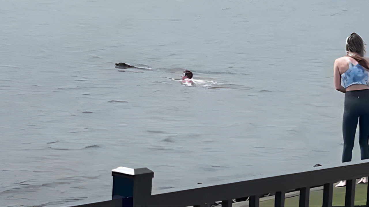 A Man from New Jersey Jumps into the Hudson River to Save His Dog in A Video