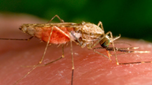 Alabama Reports First Case of Rare Mosquito Virus Also Found in Florida