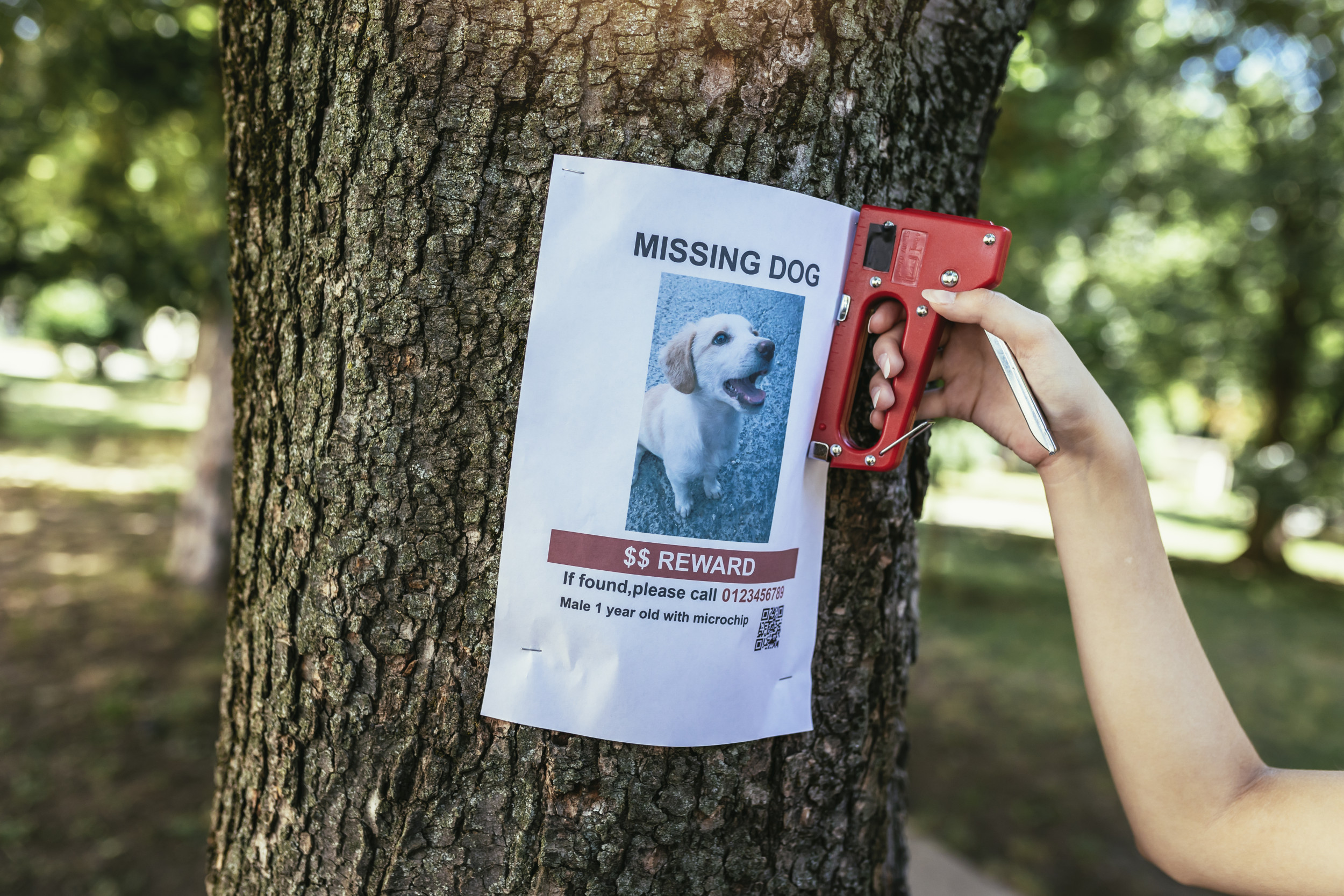 Florida Pet Owners Beware: New Scam Targets Animal Lovers