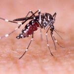 Warning: Dangerous Dengue Outbreak Spreading in Texas!