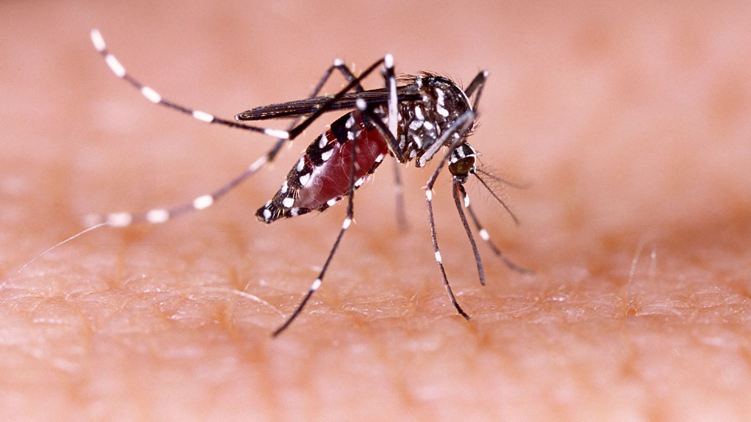 Warning: Dangerous Dengue Outbreak Spreading in Texas