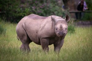 6 People Suspected of Hunting Have Been Arrested for Killing 26 Endangered Javan Rhinos