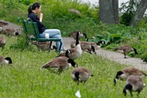 New Jersey Town Plans to Kill Many Geese for Pooping in Park