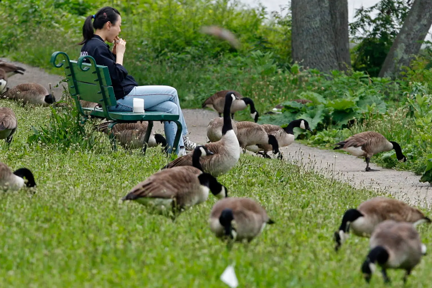 New Jersey Town Plans to Kill Many Geese for Pooping in Park