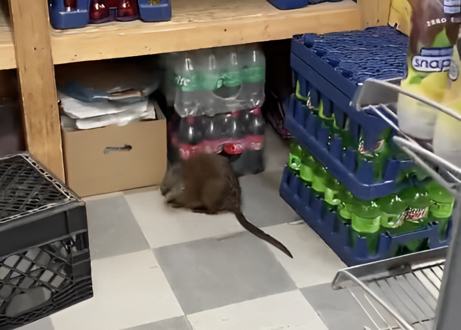 Viral Video: 'Giant Rat' Caught on Film in New York City Bodega?