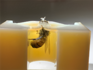 Honeybees to the Rescue: MSU's New Lung Cancer Detection Method