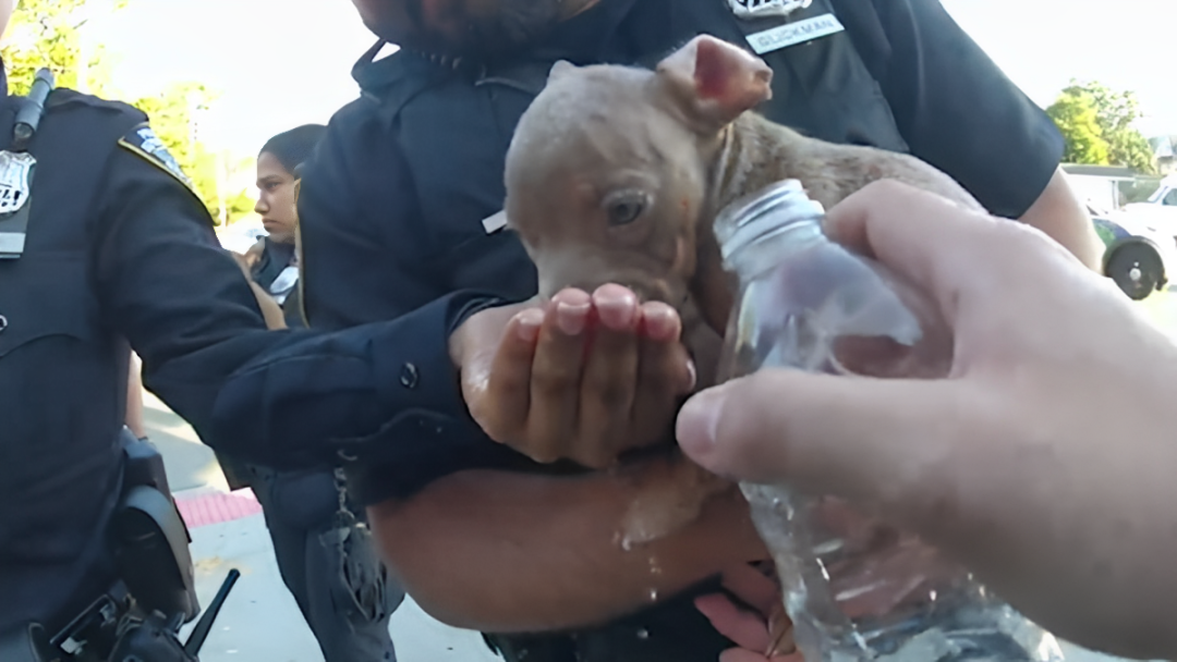 Police Save Puppies from Seller Who Trapped Them in Hot, Urine-Soaked Bags: Could’ve Been Dead’