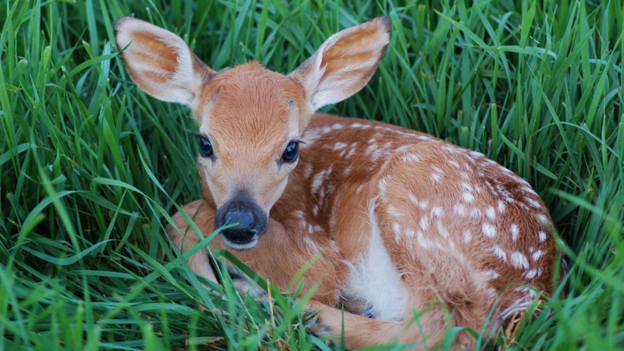 Big Country Officials About Stealing Baby Deer as Baby Deer Season Starts