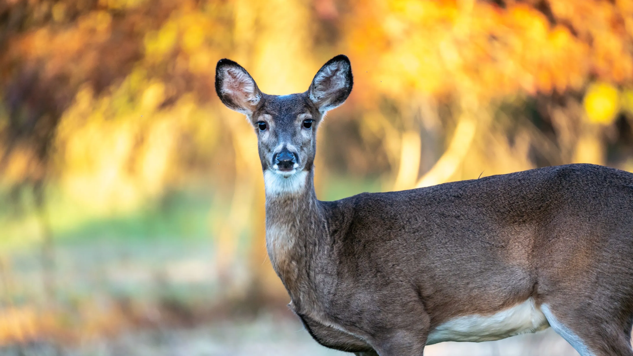 Florida Wildlife Experts Do More Tests for A Disease in Deer Like Mad Cow Disease