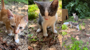Cat Chronicles: A Mom and Two Kittens in My Backyard!