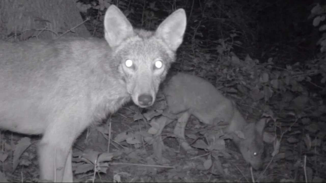 Wildlife Warnings: Bronx Sees Increase in Coyote Spotting Reports
