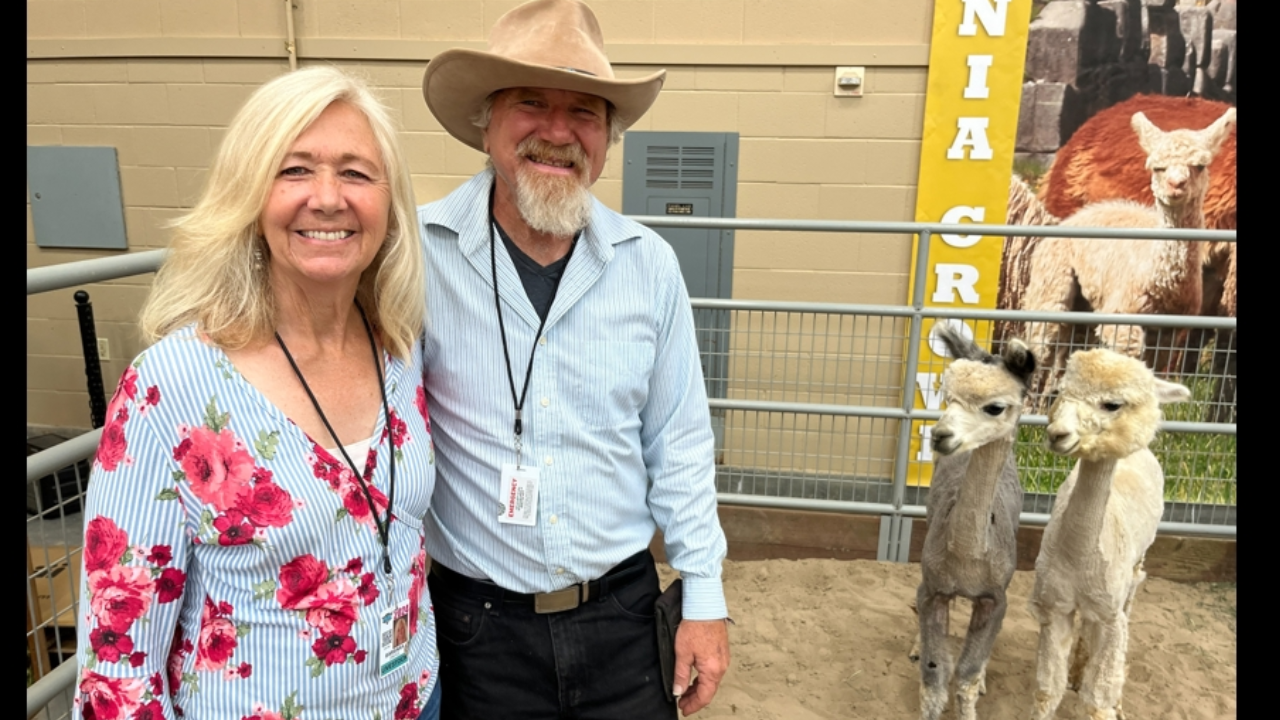 Alpacas Delight Crowds at San Diego County Fair