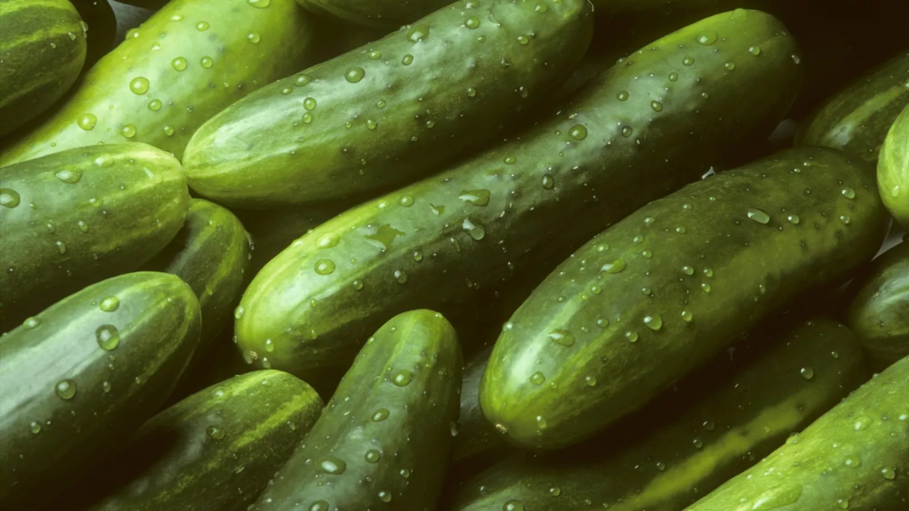Cucumbers Recalled in 14 States Because They Might Make People Sick with Salmonella"