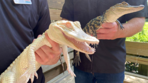 5 Facts About Wild Florida’s Albino Alligator Hatchery