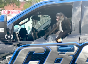 See It: A Monkey Was Seen in The Bronx Hanging out In a Tow Truck