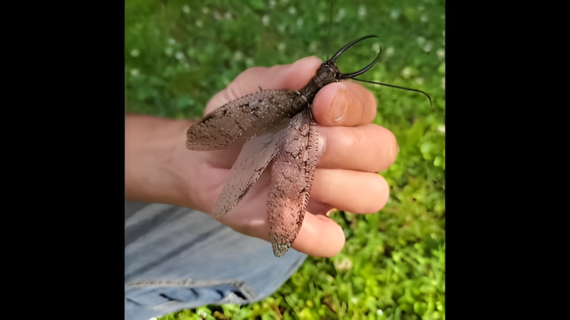 What's the Giant Insect Seen Across New York State? [Photos]