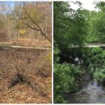 Staten Island park near unrecognizable due to New York City drought