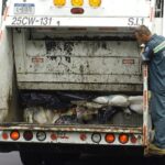 Will NYC Sanitation have scheduled trash pickup on Christmas?